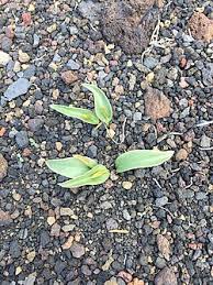 Image result for Ophioglossum polyphyllum