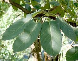 Image result for Astropanax abyssinicus