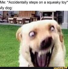 Me Accidentally Steps On A Squeaky Toy Ifunny Funny Animal Jokes Funny Animal Quotes Animal Jokes