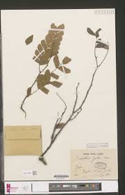 Image result for Scorodophloeus