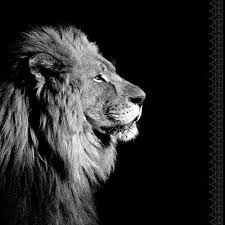 Plexiglass Imprime Noir Blanc Lion De Profil Noir Blanc Artis L 90 X H 90 Cm Lion Noir Et Blanc Photos De Lion Tatouage De Lion