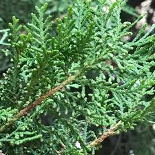 Image result for Rutidea orientalis