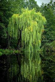Willow tree is an intimate, personal line of angels, figurines, ornaments and keepsake boxes representing qualities and sentiments that make us. It 39 S A Beautiful World Weeping Willow Tree Weeping Willow Tree Photography