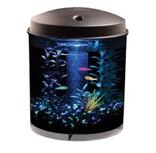 A perfect desk top aquarium with small foot print for your crystal shrimp, or bee shrimp at your desk or home office. Top 7 Best 360 Cylinder Fish Tanks 2021 Reviewed Ibmk
