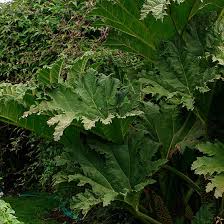 Image result for Gunnera