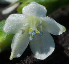 Image result for Oxygonum dregeanum