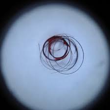 Check spelling or type a new query. The Longest Of The Coiled Hairs Measured 6 Cm In Diameter Download Scientific Diagram