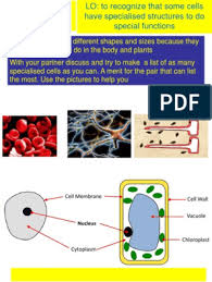 We did not find results for: 5 Specialised Cells Sperm Cell Biology