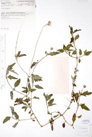 Image result for Tridax