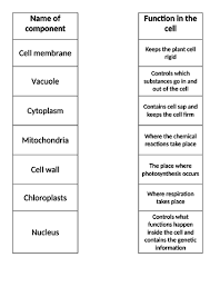 Cells are made up of different parts. Year 7 Ks3 Plant And Animal Cells Including Sen Teaching Resources