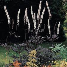 Check spelling or type a new query. Cimicifuga Racemosa Hillside Black Beauty Wayside Gardens Shade Perennials Shade Plants Black Garden