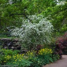 We've included all types of flowering plants found growing wild including annuals, perennials, shrubs, trees and cacti. Flowering Trees In Texas An Overview Lee Ann Torrans Gardening
