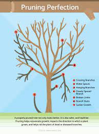 Pruning Primer Basic Steps For Pruning Trees And Shrubs Growing Fruit Trees Pruning Fruit Trees Bonsai Tree Care