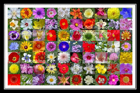 Pin On Flower Posts