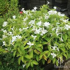 Image result for Barleria whytei