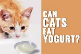 Ice cream should be one of the more popular foods for humans. Can Cats Eat Ice Cream Risks Of Feeding Ice Cream To Cats Petmoo