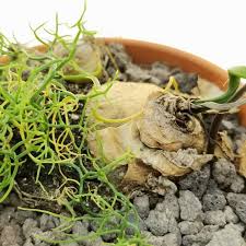 Image result for Bowiea volubilis