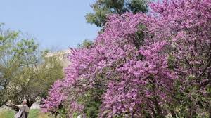 Flowering trees provide shade in the warm months and most drop their leaves in the fall. Millettia Brandisiana Kurz Flower Purple Stock Footage Video 100 Royalty Free 25722725 Shutterstock