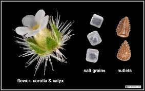 Image result for Indigofera cryptantha