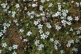 Image result for Casearia runssorica