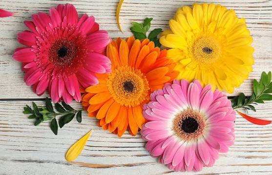 Gerbera Daisy Care | Peoples Flowers, Albuquerque, NM