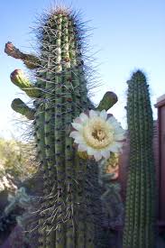 The organ pipe cactus plant, belonging to the genus stenocereus, is also known as pitaya dulce, sweet cactus fruit and sweet pitaya. Pin On God S Creation