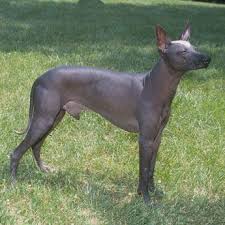 Peruvian inca orchid nutritional facts. Peruvian Inca Orchid Dog Breed Profile Dog Breeds Hairless Dog Purebred Dogs