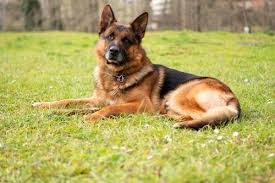 Kopeklerde Kanli Ishal Hastaligi Parvo Virus My Animals