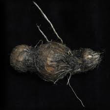 Image result for Burnatia enneandra