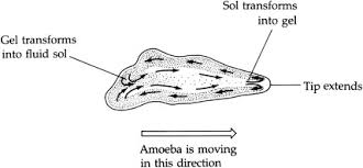 Image result for Pseudopod Ospermum