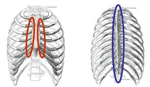 Your intercostal muscles lie between your ribs. Enthesitis And Chest Pain In Ankylosing Spondylitis Psoriatic Arthritis Psoriasis And The Related Spondyloarthropathies