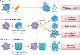 Antiviral Immunity And Virus Vaccines Sciencedirect