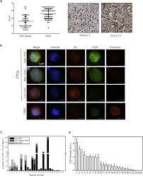 Platelets Promote Metastasis via Binding Tumor CD97 Leading to  Bidirectional Signaling that Coordinates Transendothelial Migration