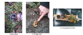 Image result for marten poop