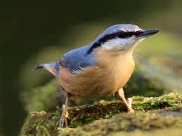 Rated 5 stars based on 95 reviews. Heimische Wintervogel So Erkennst Du Sie Auf Einen Blick Bluhendes Osterreich