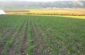 Andalucía es también líder en el desarrollo de sistemas de producción agraria sostenible, de alrededor de un millón de hectáreas se dedican a la agricultura ecológica (cerca del 50% del total. Andalucia Inicia Un Nuevo Pago De 43 9 Millones A La Agricultura Ecologica Y Agroambientales Agroinformacion