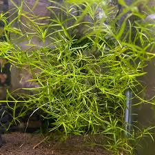 Image result for Najas