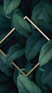 You can find free hd wallpapers for your iphone and other smartphones. Hd Plant Wallpaper Kolpaper Awesome Free Hd Wallpapers