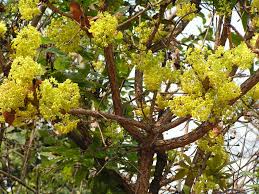 Image result for Ochna pulchra