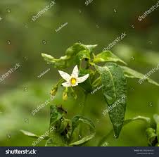 Image result for Solanum chenopodioides