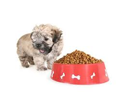 Health extensions little bites i have 2 precious shih tzus puppies and they love health extensions little bites dry food. Best Dog Food For A Shih Tzu Discover The Top 4 Best Dog Foods For Your Shih Tzu