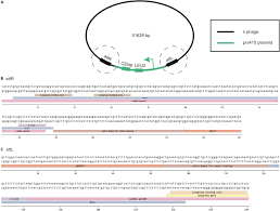 Most changes have little to no impact on the virus' properties. A Protocol To Engineer Bacteriophages For Live Cell Imaging Of Bacterial Prophage Induction Inside Mammalian Cells Star Protocols