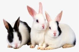 hd cute rabbit rabbit static png animales con pelos conejo png image transparent png free download on seekpng hd cute rabbit rabbit static png