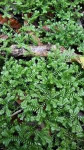 Image result for Salacia kraussii