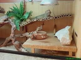 It also has enough space for your reptilian buddy to crawl around. 30 Diy Bearded Dragon Terrarium Ideas That Are Absolutely Stunning Exopetguides