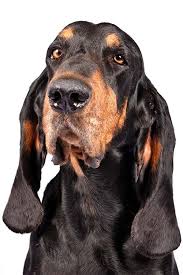 Black And Tan Coonhound Doberman Pinscher Mix Black And Tan Coonhound Dog Breed Information Hound Breeds Coonhound Coonhound Puppy