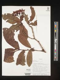 Image result for Ixora kalehensis