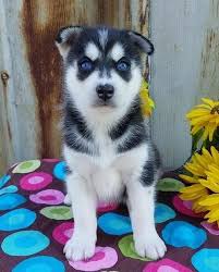 Find local siberian husky puppies for sale and dogs for adoption near you. Purebred Siberian Husky Puppies For Sale In Phoenix Arizona Classified Americanlisted Com