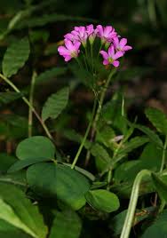 Image result for Oxalis debilis