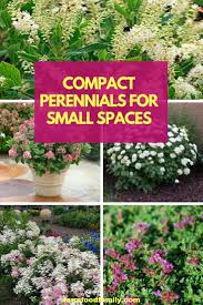 Choosing plants for your herbaceous borders rhs chelsea flower show. Shorter Perennial Flowers Fit Petite Gardens Farmfoodfamily